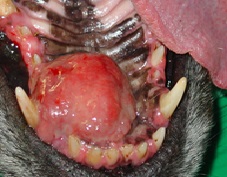 Maxillofacial Surgery