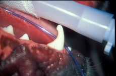 Abrasion Feb 2008-02