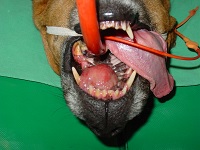 Acanthomatous Epulis Aug 2008-01