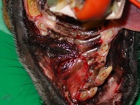 Acanthomatous Epulis Aug 2008-02