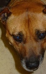 Acanthomatous Epulis Aug 2008-03