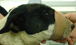 Complications Of Tape Muzzles Feb 2009-01