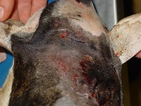 Complications Of Tape Muzzles Feb 2009-03