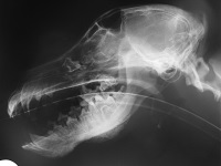 Craniomandibular Osteopathy June 2008-01