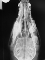 Craniomandibular Osteopathy June 2008-02