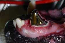 Crown Placement For Canines June 2007-02