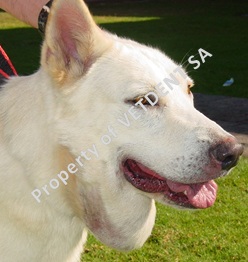 Dental Column April 2010 - Cervical Mucocoele (1)