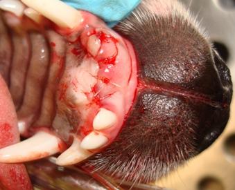 Dental Column July 2010 - Abnormal Teeth 3