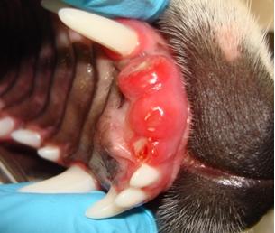 Dental Column July 2010 - Abnormal Teeth (1)