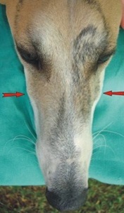 Dental Column March 2010 - Buccal lymph nodes 1