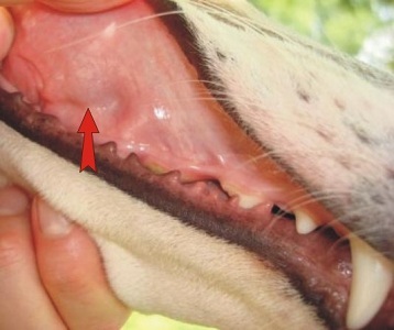 Dental Column March 2010 - Buccal lymph nodes 2