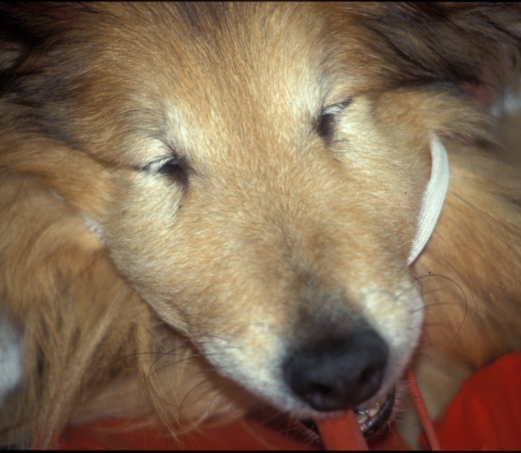 Dental Column Nov 2011 (1)