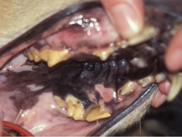 Dental Column Nov 2011 (2)