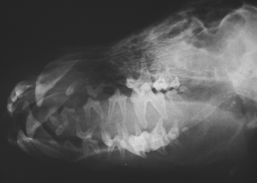 Dental Column Nov 2011 (3)