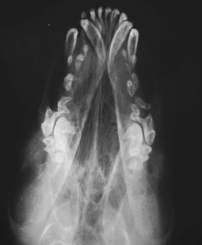 Dental Column Nov 2011 (4)