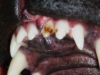 Enamel Hypoplasia May 2007 01