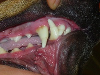 Enamel Hypoplasia May 2007 02