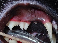  Gemination Nov 2008-01