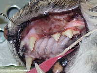 Gemination Nov 2008-02