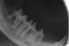 Gemination Nov 2008-03