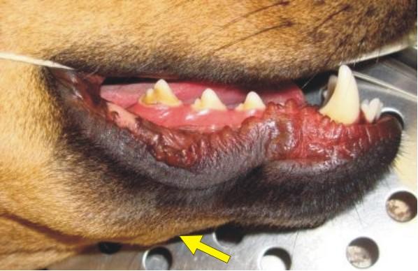 German shepherd dog with- Osteomyelitis (1)