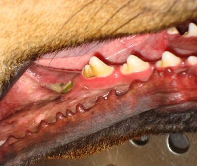 German shepherd dog with- Osteomyelitis (3)