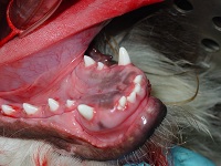 Hyperdontia Oct 2008-01