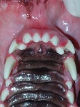 Hyperdontia Supernumerary Tooth Dec 2008-01