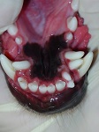 Hyperdontia Supernumerary Tooth Dec 2008-03