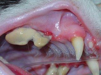 July_2012_Dental_Column_Plaque_01