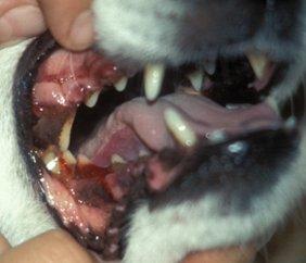 July_2012_Dental_Column_Plaque_02 July_2012_Dental_Column_Plaque_02