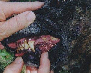 July_2012_Dental_Column_Dentin_03