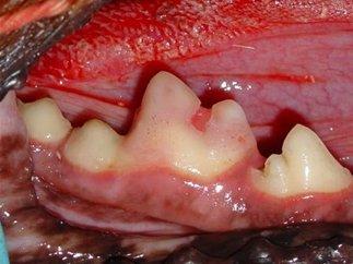 July 2012 - DC A Tooth of many collours - 04 Pink Red