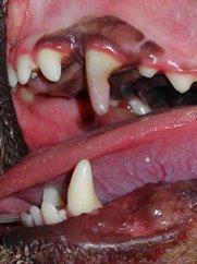 July_2012_Dental_Column