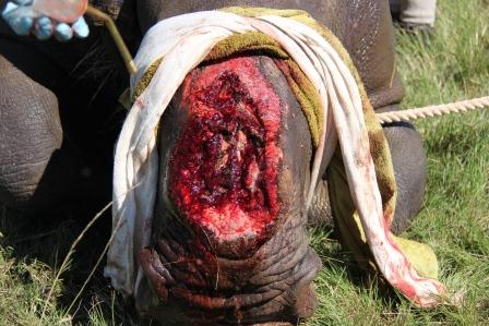Kariega Game Reserve - Thandi Rhino (4)