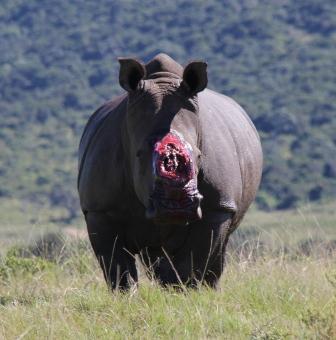 Kariega Game Reserve - Thandi Rhino (6)