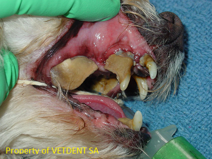 Oral Health For Your Pet 2012-02 (1)