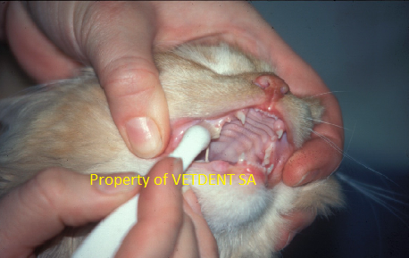 Oral Health For Your Pet 2012-02 (2)