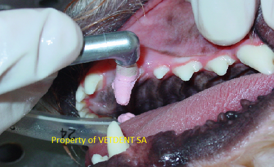 Oral Health For Your Pet 2012-02 (3)