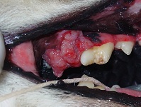 Oral Squamous Cell Carcinoma June 2009