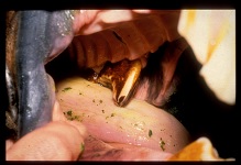 PM2 Hook May 2008-02