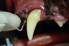 Periodontal Pocket May 2009-01