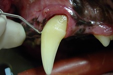 Periodontal Pocket May 2009-02
