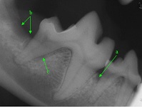 Perioral Radiographic Anatomy Dec 2009-03