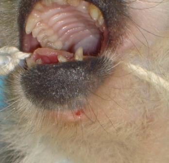 Squirrel Monkey - November 2010 -1 Squirrel Monkey - November 2010 -1