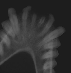 Squirrel Monkey - November 2010 -2 Squirrel Monkey - November 2010 -2