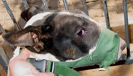 Tape Muzzle Usage For Jaw Fracture Jan 2009-03