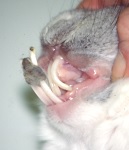 Tooth Elongation September 2007-01