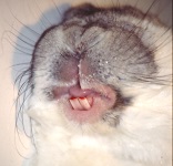 Tooth Elongation September 2007-02