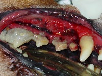 Ulcerative Stomatitis Jan 2008-03 Ulcerative Stomatitis Jan 2008-03